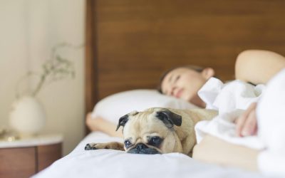 chambre adulte avec animaux